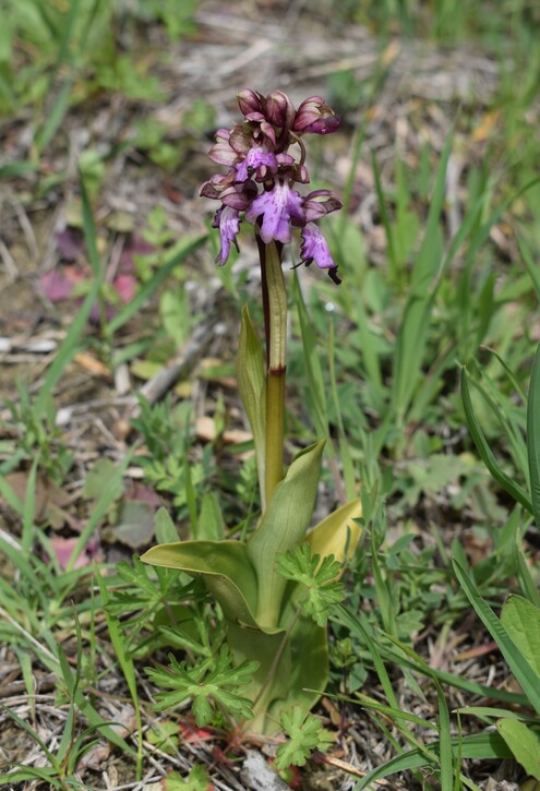 Le Barlie degli Appennini (da Pavia a Bologna)