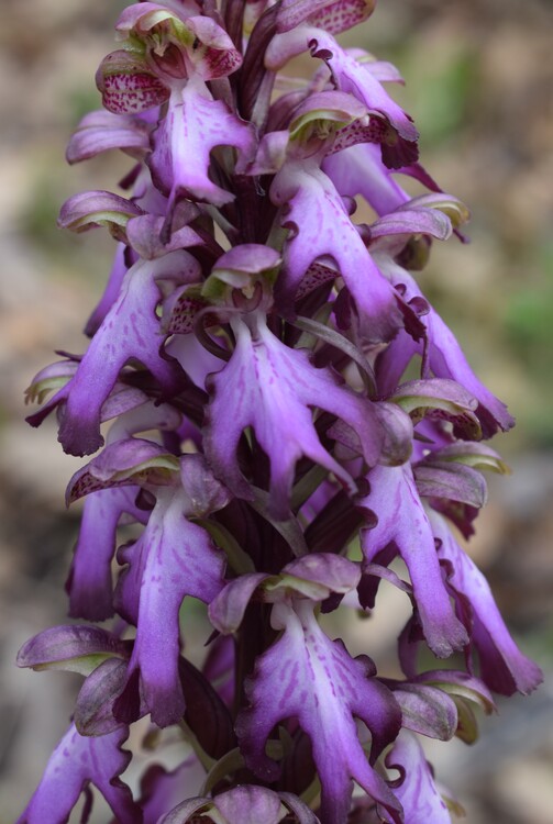 Le Barlie degli Appennini (da Pavia a Bologna)