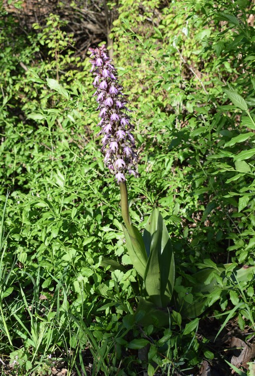 Le Barlie degli Appennini (da Pavia a Bologna)