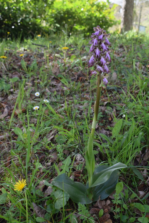 Le Barlie degli Appennini (da Pavia a Bologna)