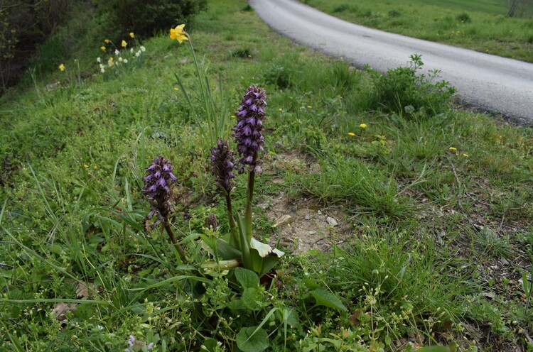Le Barlie degli Appennini (da Pavia a Bologna)