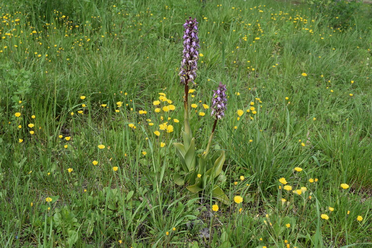 Le Barlie degli Appennini (da Pavia a Bologna)