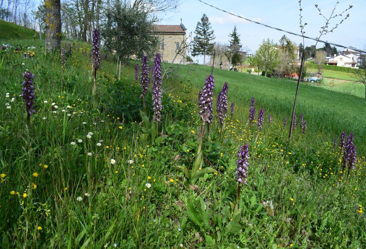 Le Barlie degli Appennini (da Pavia a Bologna)