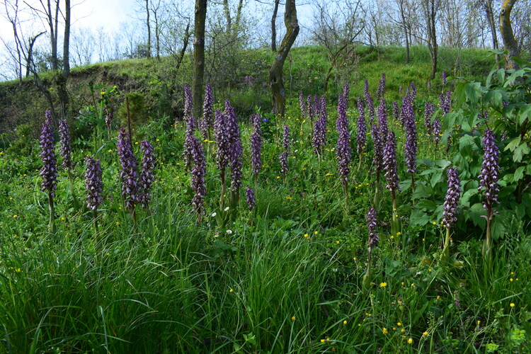 Le Barlie degli Appennini (da Pavia a Bologna)