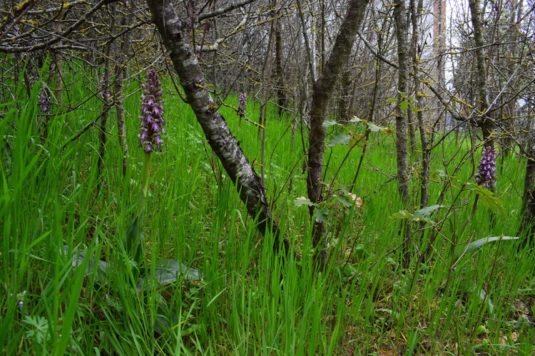 Le Barlie degli Appennini (da Pavia a Bologna)