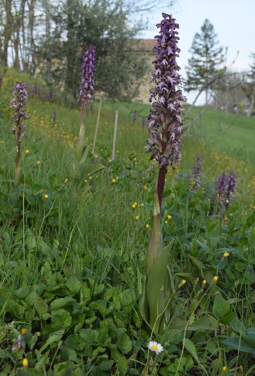 Le Barlie degli Appennini (da Pavia a Bologna)