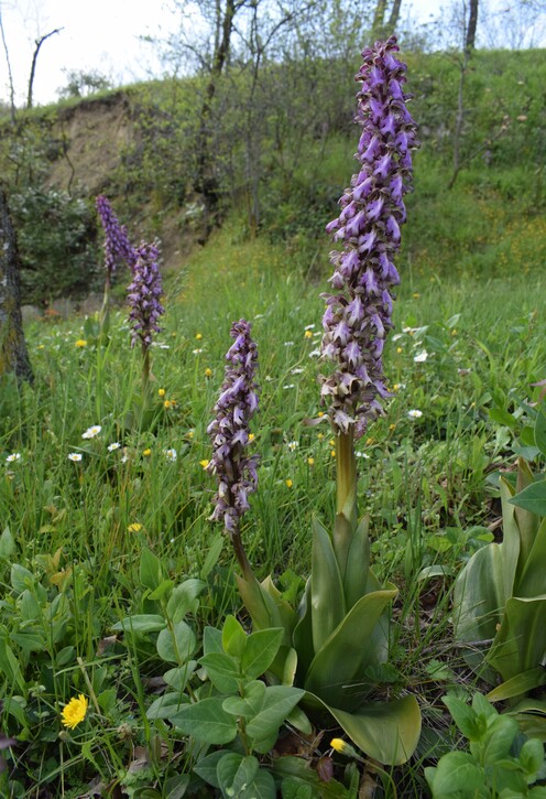 Le Barlie degli Appennini (da Pavia a Bologna)