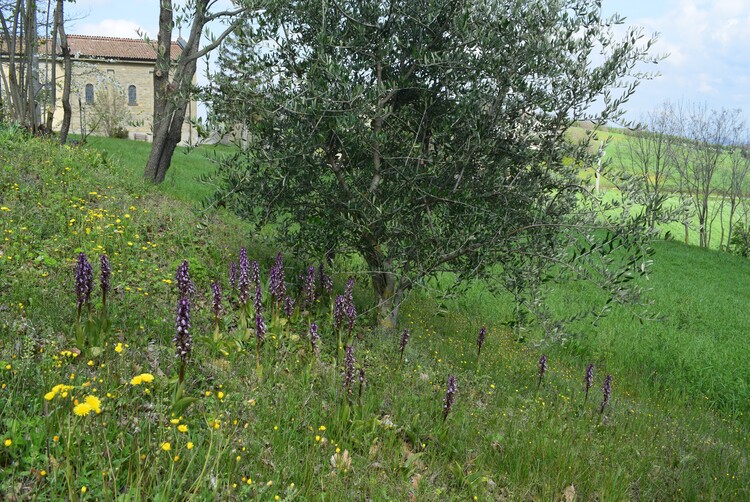 Le Barlie degli Appennini (da Pavia a Bologna)