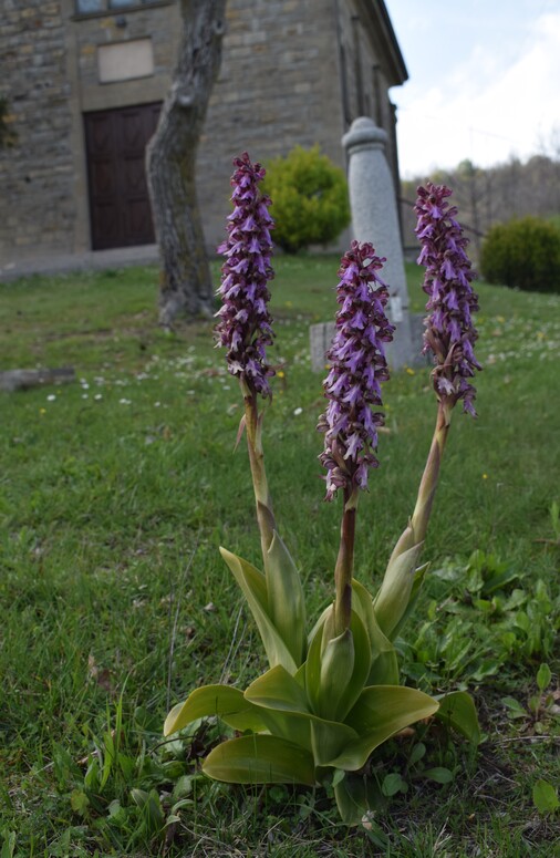 Le Barlie degli Appennini (da Pavia a Bologna)