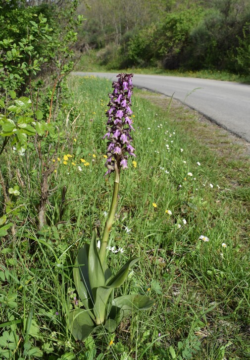 Le Barlie degli Appennini (da Pavia a Bologna)