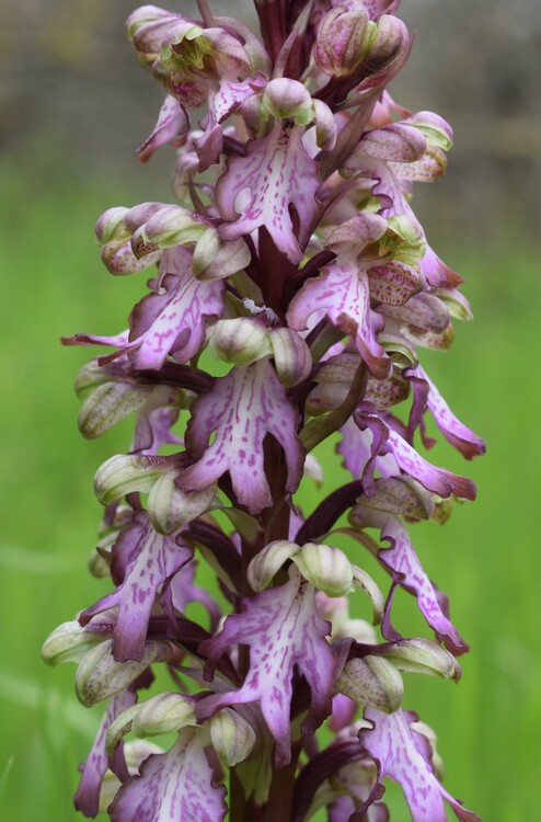 Le Barlie degli Appennini (da Pavia a Bologna)