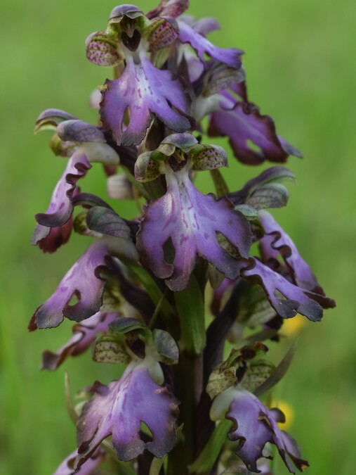 Le Barlie degli Appennini (da Pavia a Bologna)