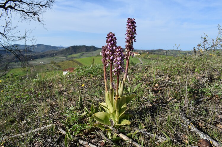 Le Barlie degli Appennini (da Pavia a Bologna)