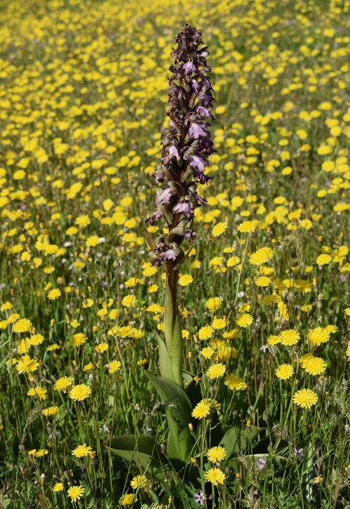 Le Barlie degli Appennini (da Pavia a Bologna)
