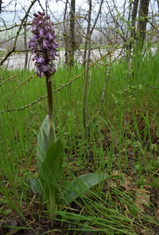 Le Barlie degli Appennini (da Pavia a Bologna)