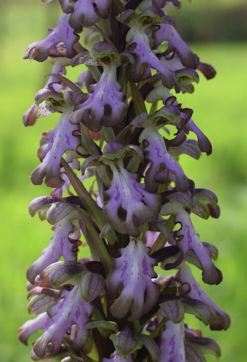 Le Barlie degli Appennini (da Pavia a Bologna)