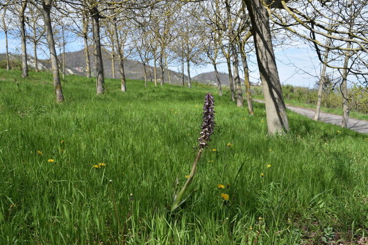 Le Barlie degli Appennini (da Pavia a Bologna)