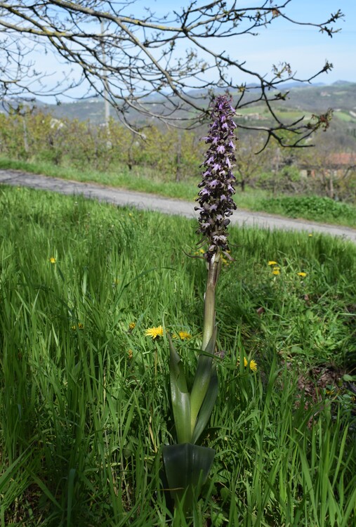 Le Barlie degli Appennini (da Pavia a Bologna)