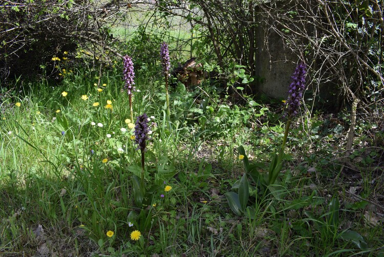 Le Barlie degli Appennini (da Pavia a Bologna)