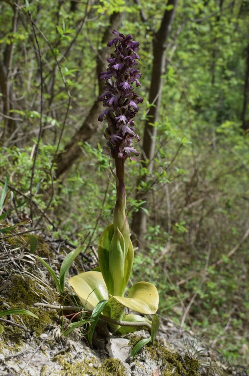 Le Barlie degli Appennini (da Pavia a Bologna)