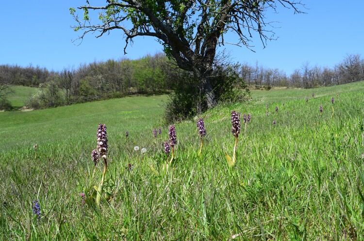 Le Barlie degli Appennini (da Pavia a Bologna)