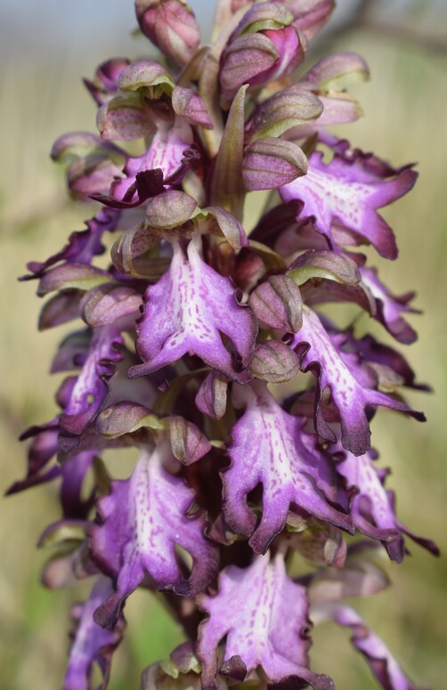 Le Barlie degli Appennini (da Pavia a Bologna)