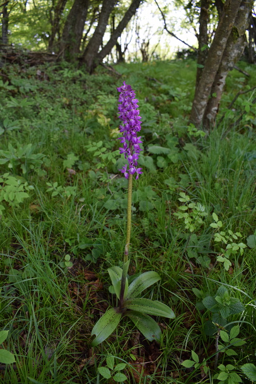 Orchis haussknechtii (Val Cavallina, Prealpi Bergamasche)