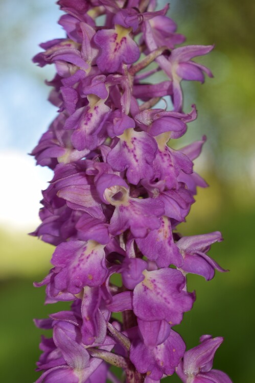 Orchis haussknechtii (Val Cavallina, Prealpi Bergamasche)