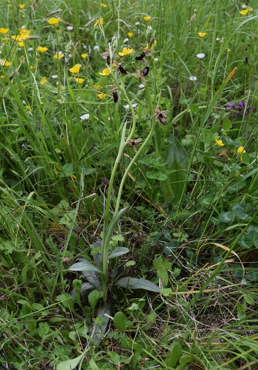 Ophrys pseudobertolonii (Appennino Parmense)
