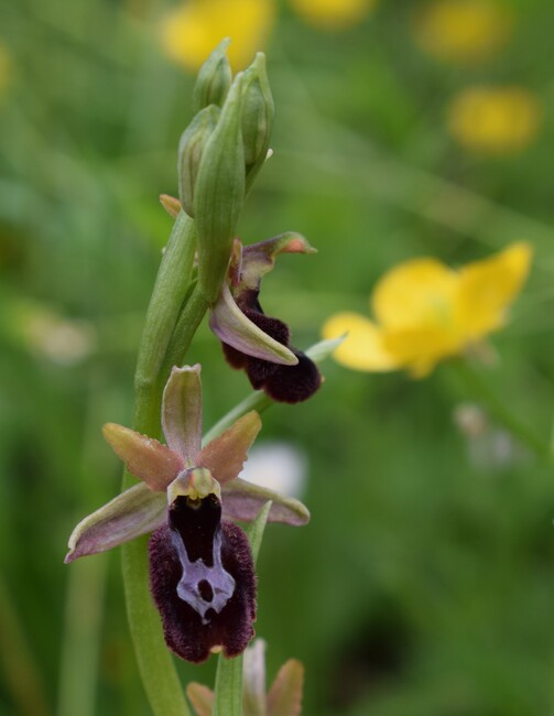 Ophrys pseudobertolonii (Appennino Parmense)