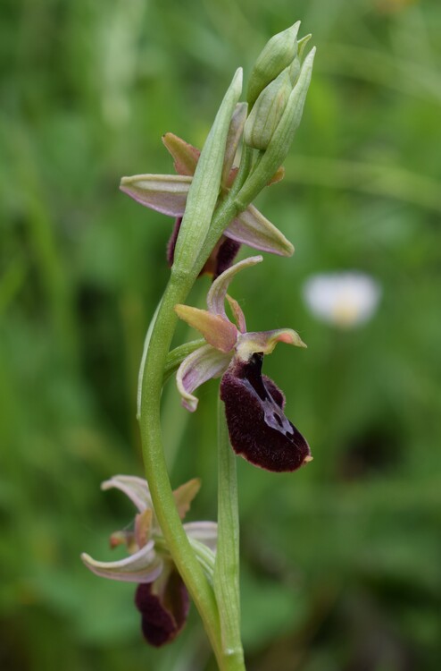 Ophrys pseudobertolonii (Appennino Parmense)