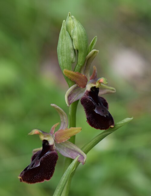 Ophrys pseudobertolonii (Appennino Parmense)