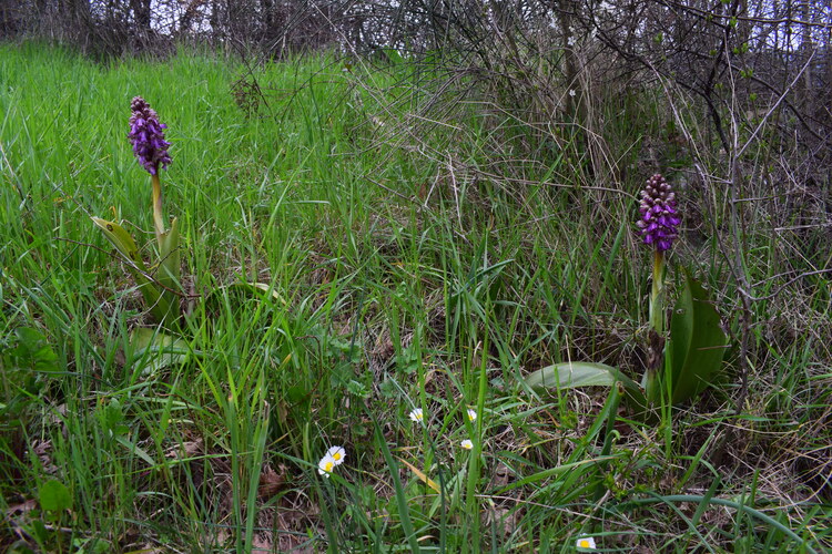 Le Barlie degli Appennini (da Pavia a Bologna)