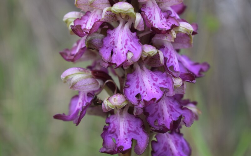 Le Barlie degli Appennini (da Pavia a Bologna)