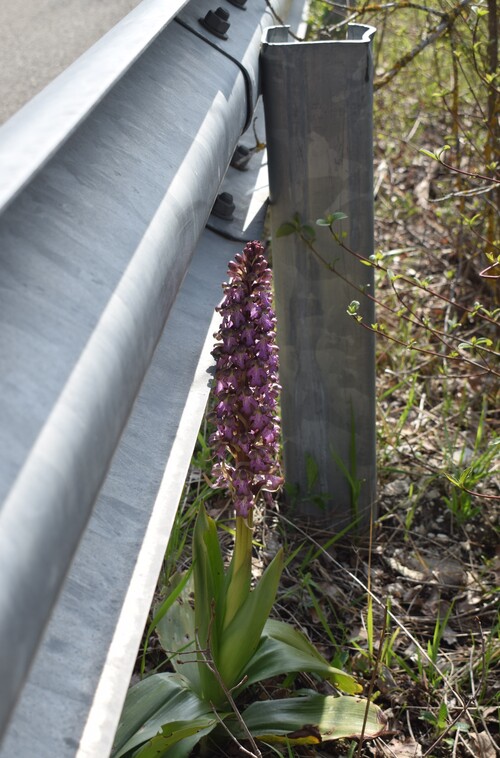 Le Barlie degli Appennini (da Pavia a Bologna)