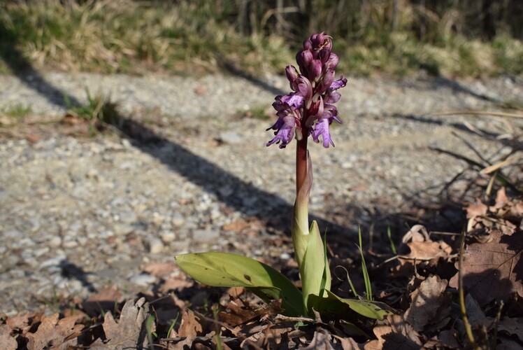 Le Barlie degli Appennini (da Pavia a Bologna)