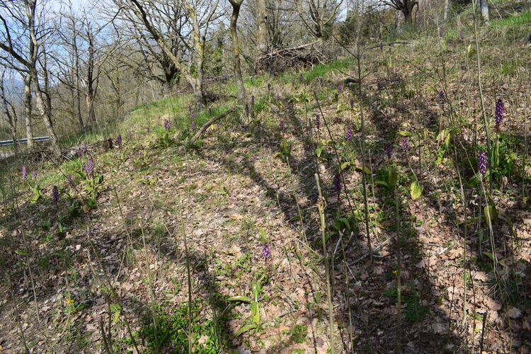 Le Barlie degli Appennini (da Pavia a Bologna)
