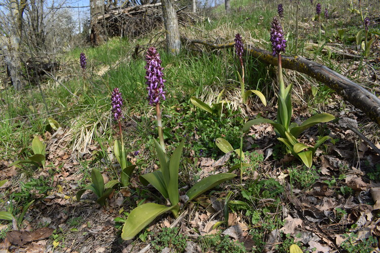 Le Barlie degli Appennini (da Pavia a Bologna)