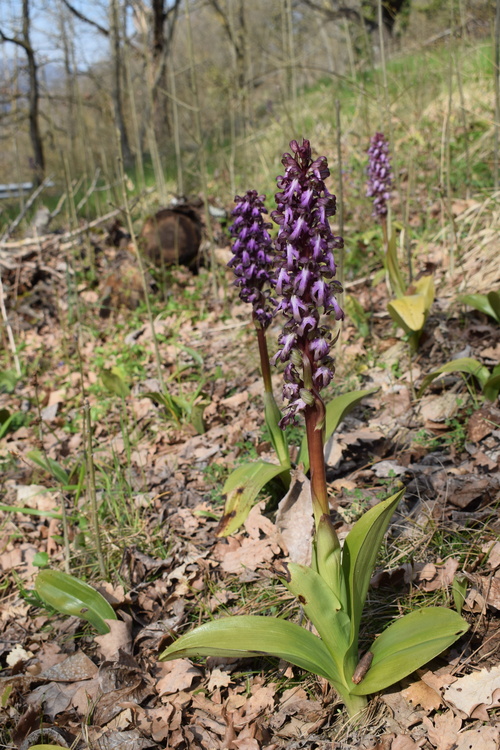 Le Barlie degli Appennini (da Pavia a Bologna)