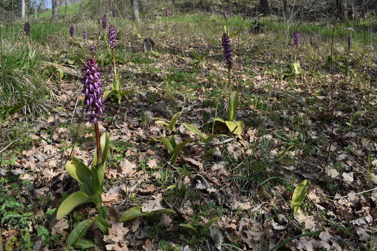 Le Barlie degli Appennini (da Pavia a Bologna)