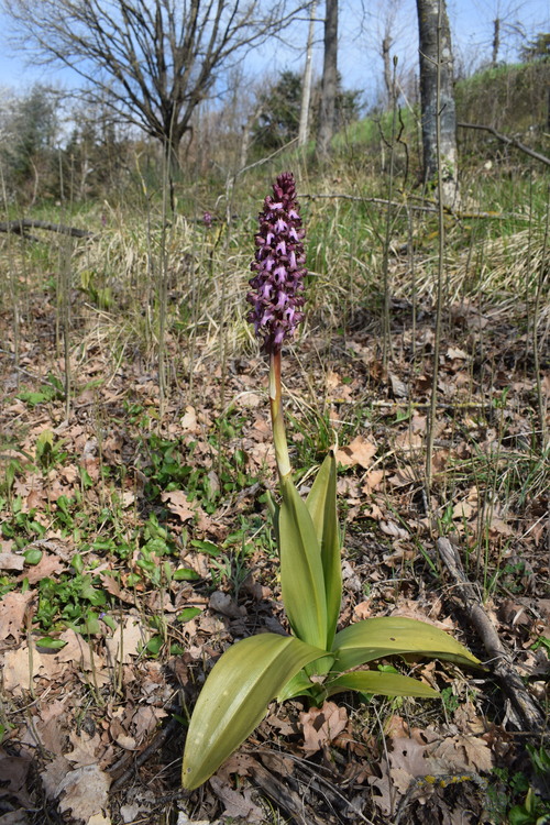 Le Barlie degli Appennini (da Pavia a Bologna)