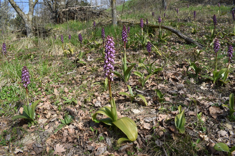 Le Barlie degli Appennini (da Pavia a Bologna)