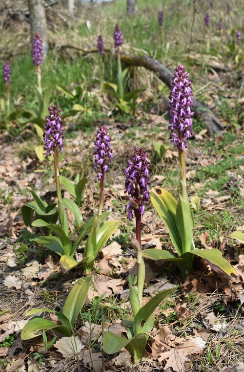 Le Barlie degli Appennini (da Pavia a Bologna)