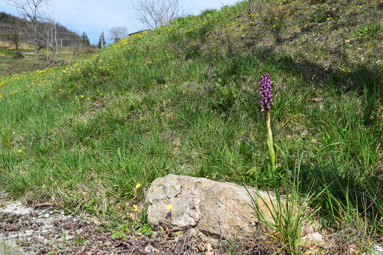 Le Barlie degli Appennini (da Pavia a Bologna)