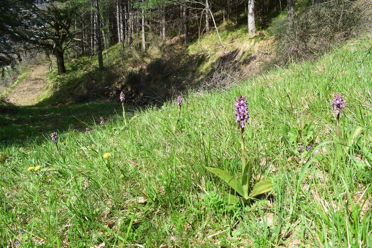Le Barlie degli Appennini (da Pavia a Bologna)