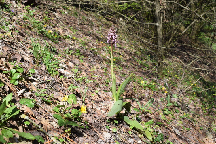 Le Barlie degli Appennini (da Pavia a Bologna)