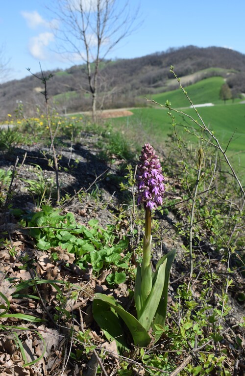 Le Barlie degli Appennini (da Pavia a Bologna)