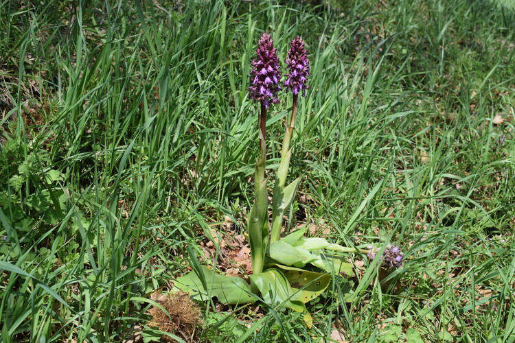 Le Barlie degli Appennini (da Pavia a Bologna)