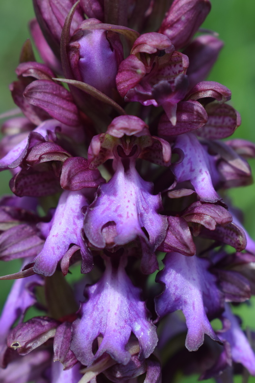 Le Barlie degli Appennini (da Pavia a Bologna)