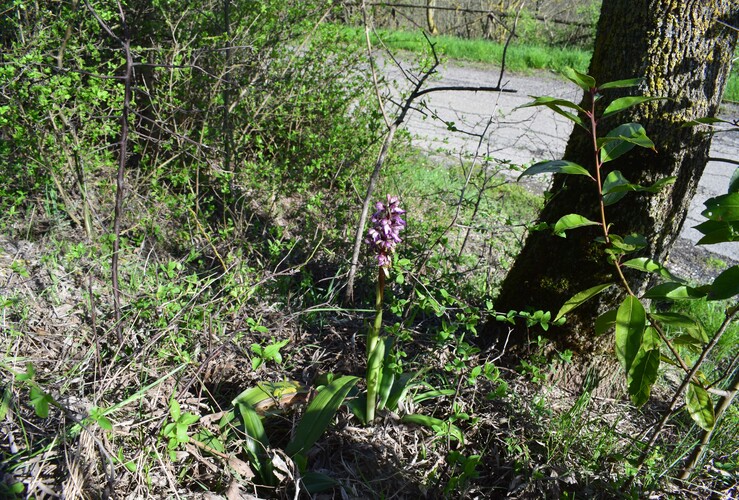 Le Barlie degli Appennini (da Pavia a Bologna)